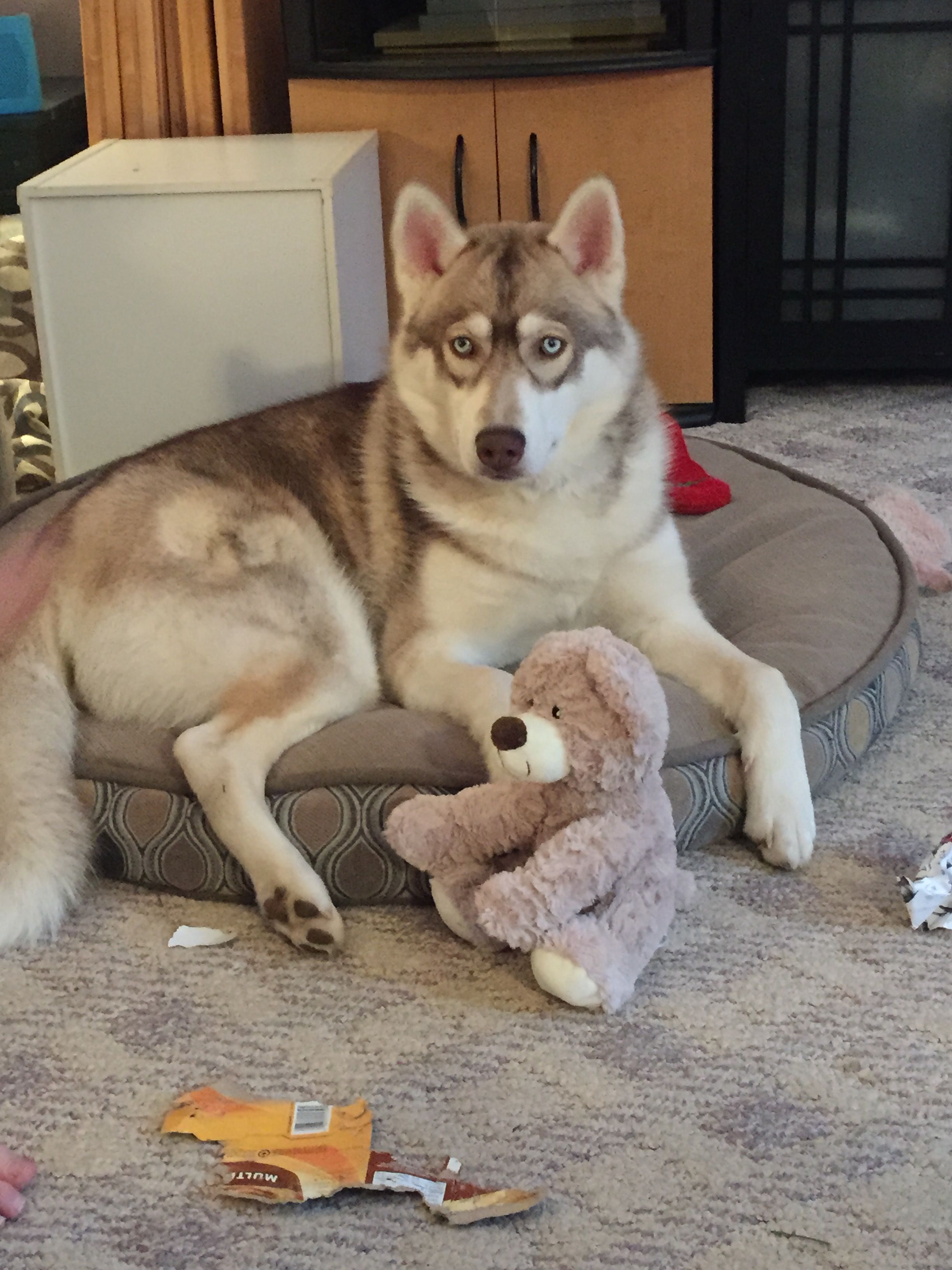 Pin on Husky and Jack Russell cross