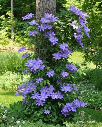 READER PHOTOS! More clematis from Terie's garden in New York | Fine Gardening Lawn And Garden, Backyard Garden, Backyard Landscaping, Landscaping Ideas, Inexpensive Landscaping, Landscaping Software, Big Garden, Rock Garden, Colonial Landscaping