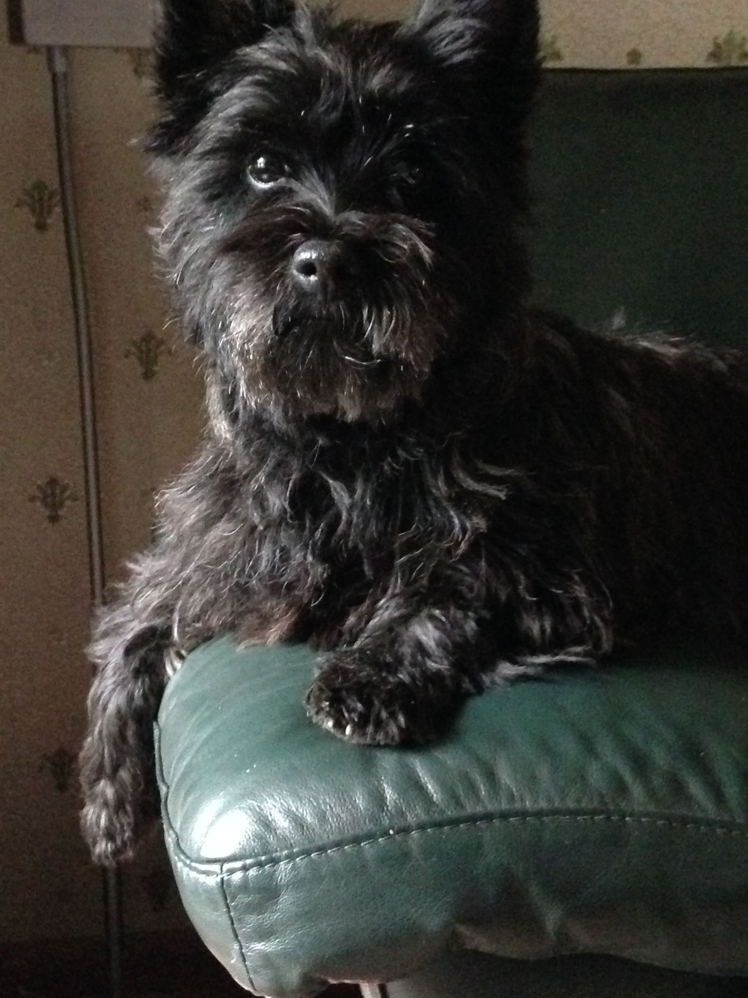 Pin By Terri Dewitt On Carrin Terriers Names Fluffy Animals Cairn Terrier Cairn