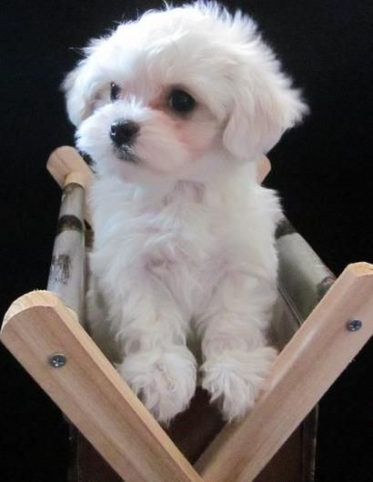 Maltese Puppy Maltese Dogs Cute Cats Dogs Dogs