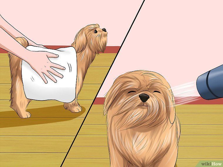 How To Bathe A Shih Tzu Puppy 15 Steps With Pictures Wikihow