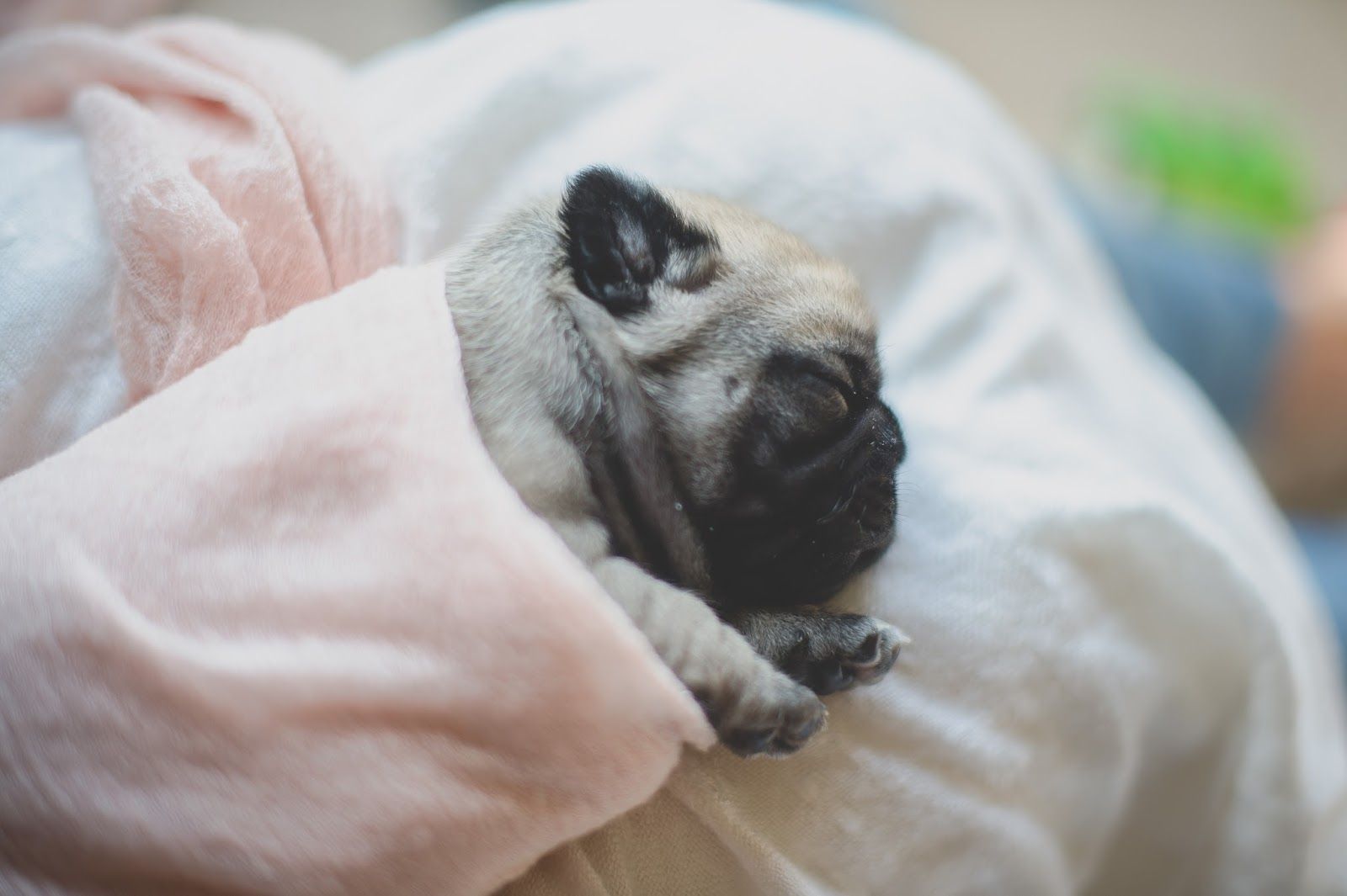 Daisy Baby Photography Newborn Pug Puppies Daisy Baby
