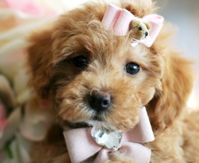 Teacup Poodle Puppies Teacup Poodle Puppies Tea Cup Poodle