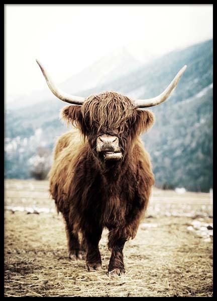 Highland cattle on field Poster in der Gruppe Poster / Größen und Formate / 50x70cm bei Desenio AB (3543) #deseniobilderwand