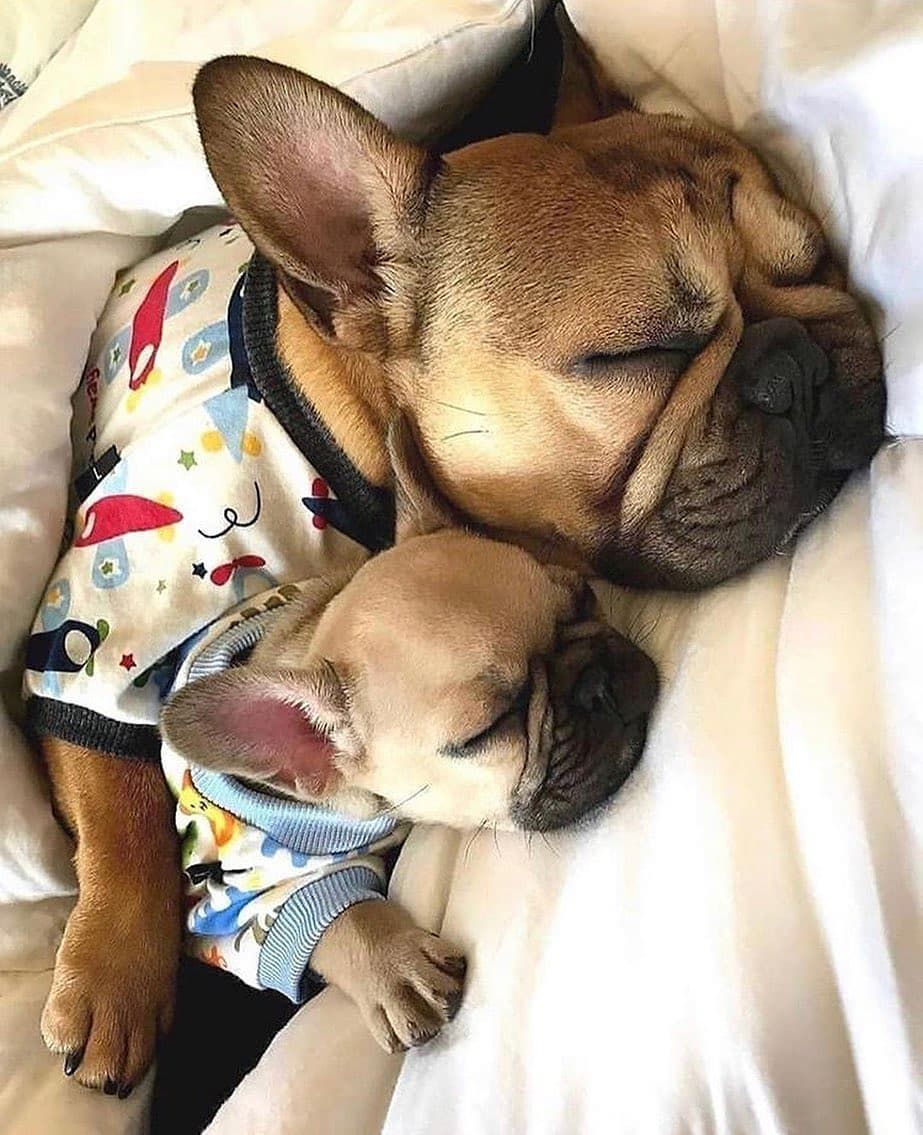 Pin By Laura Earle On Cuteness In 2020 French Bulldog Puppies