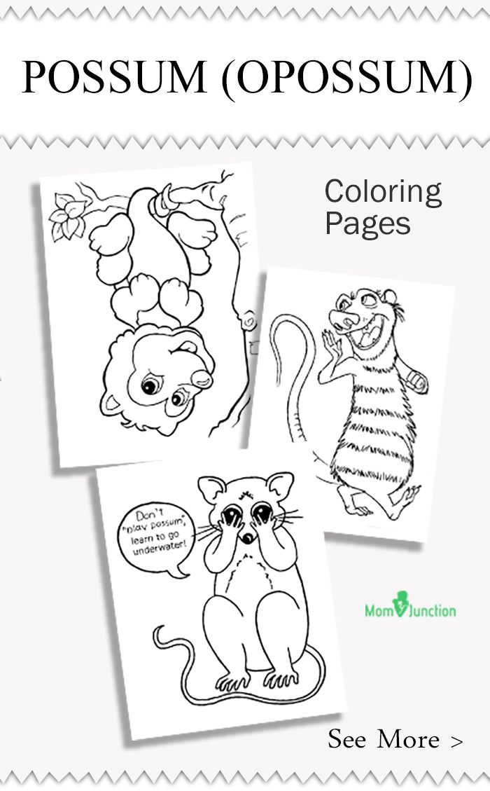 top 10 possum opossum coloring pages for your kids co op class