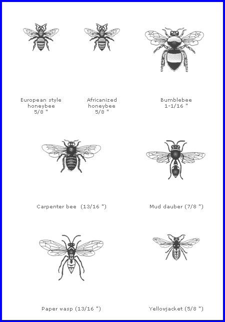 types of bees bugs reptiles pinterest bees plants and bee wasp chart