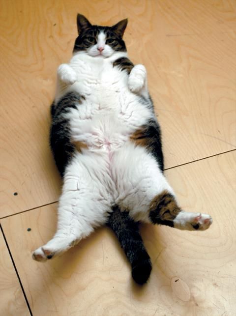 Fat Cats