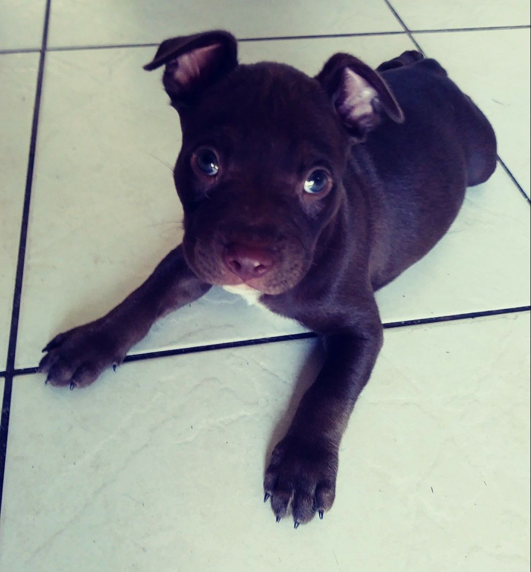 My Pup Gunner At 7 Weeks Pitbulls Pup Animals