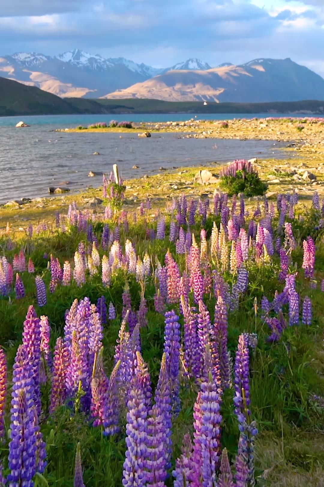 New Zealand Travel Guide: the best things to do, see, and eat