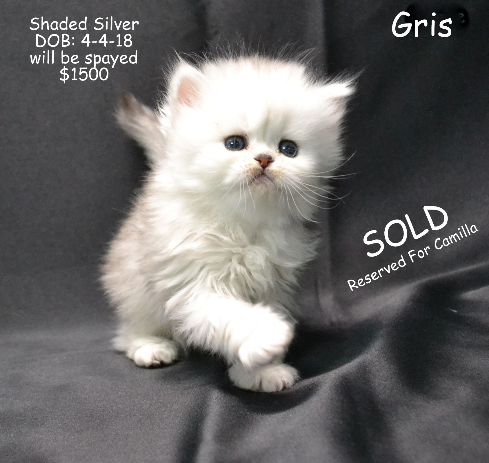 Fluffy Kittens For Sale Perth