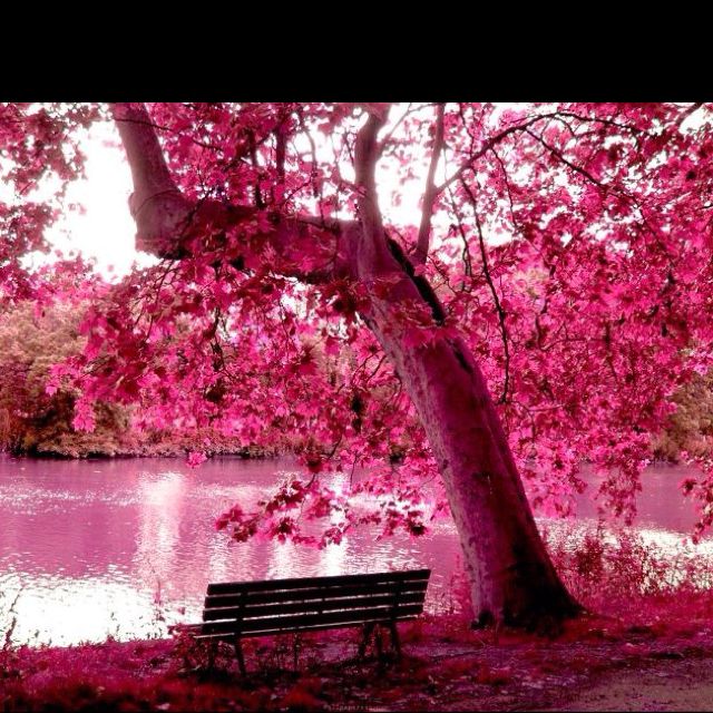pinkwarold