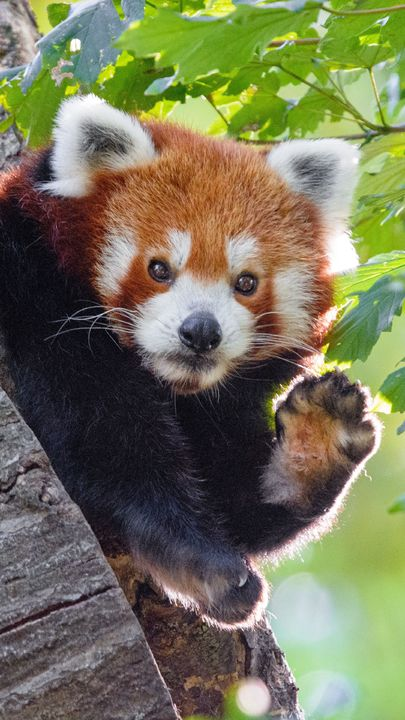 Download Animals Wallpaper Free Download Hd Widescreen Wallpaper Or High Definition Widescreen Wallpape Animal Wallpaper Wild Animal Wallpaper Kitten Wallpaper