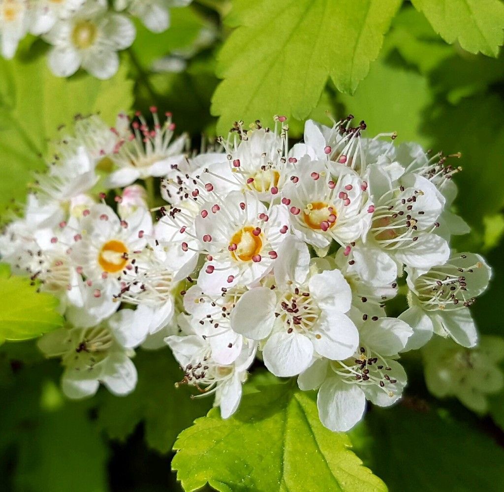 Festivus Gold Ninebark Shrub - Physocarpus - Hardy ...