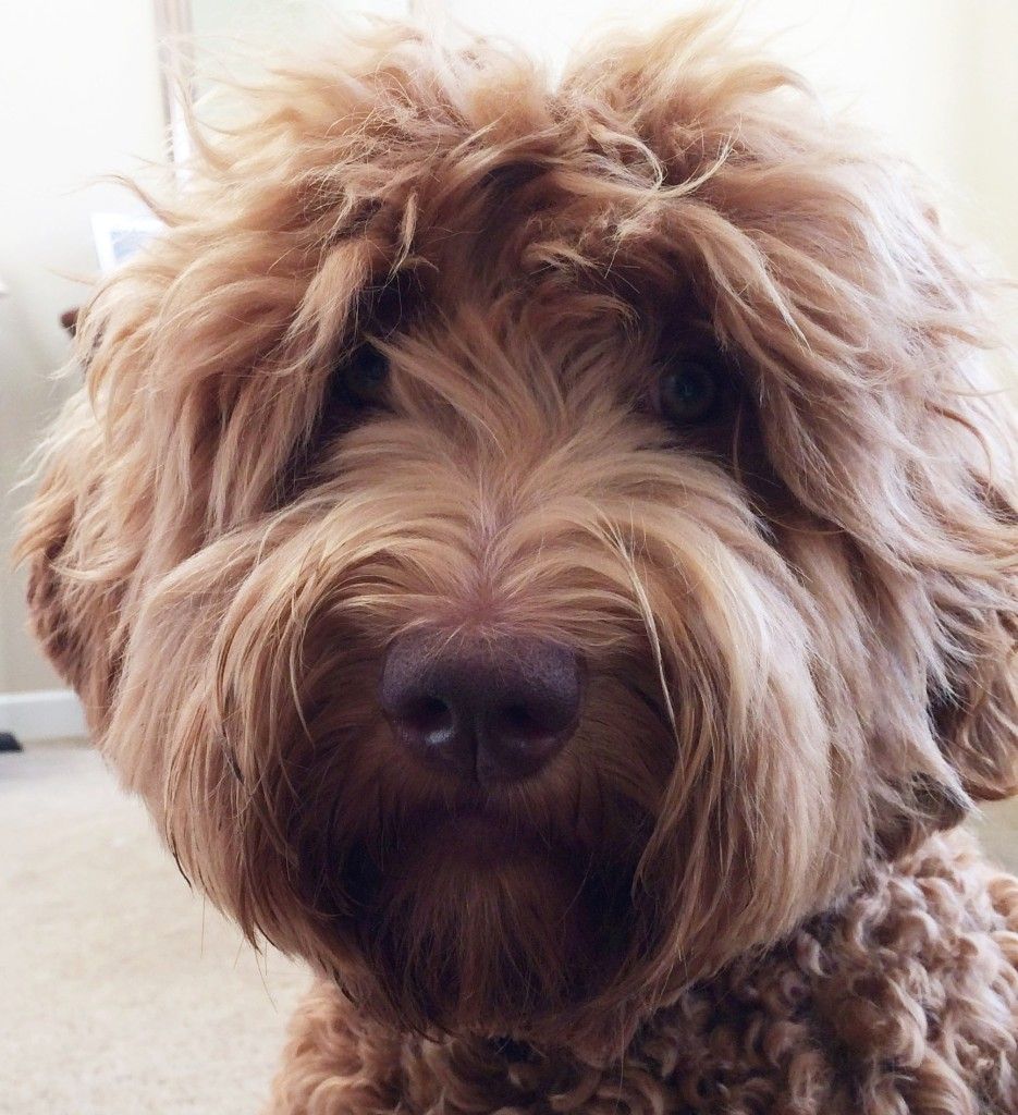 Ella Our Outstanding Red Standard Labradoodle Australian