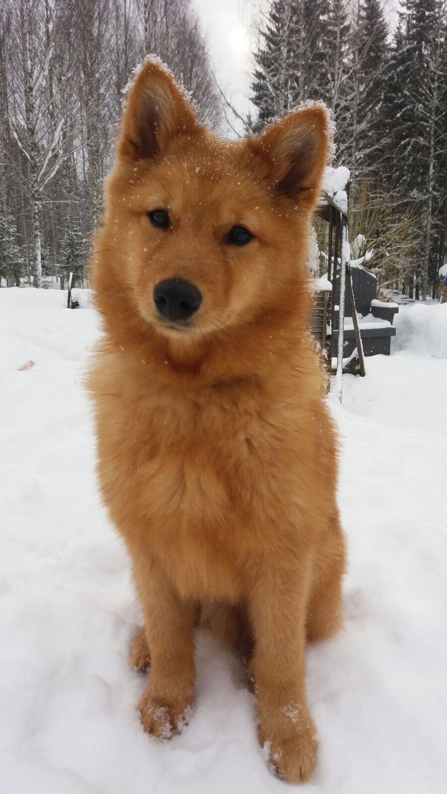 Finnish Spitz Poodle Mix Goldenacresdogs Finnish Spitz Poodle Mix