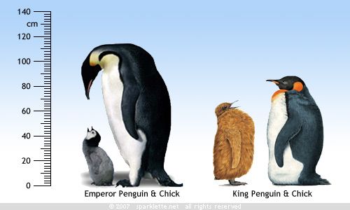 pics Emperor Penguin Baby King Penguin pinterest