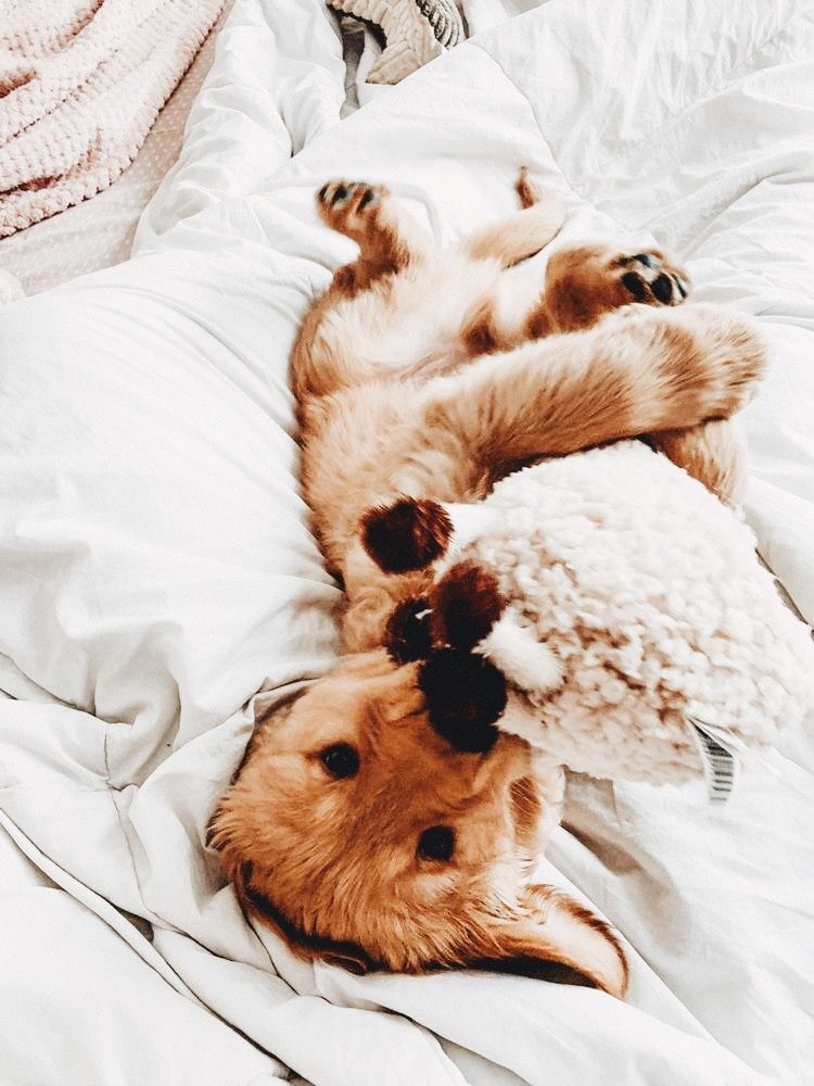 Pin By Samantha Hammack On Creatures Puppies Cute Animal
