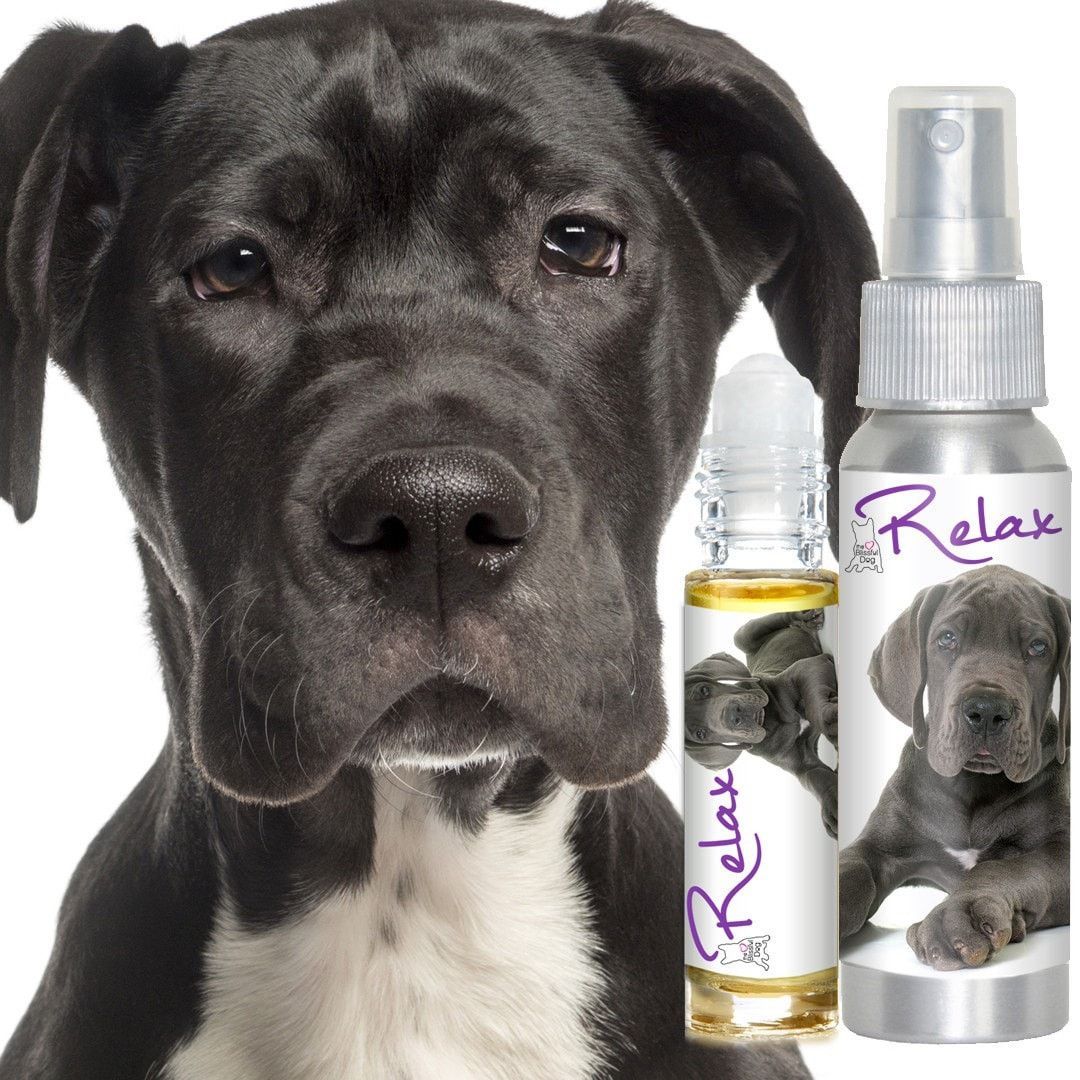 Great Dane Relax Dog Aromatherapy Relaxed Dog Dane Dog Great