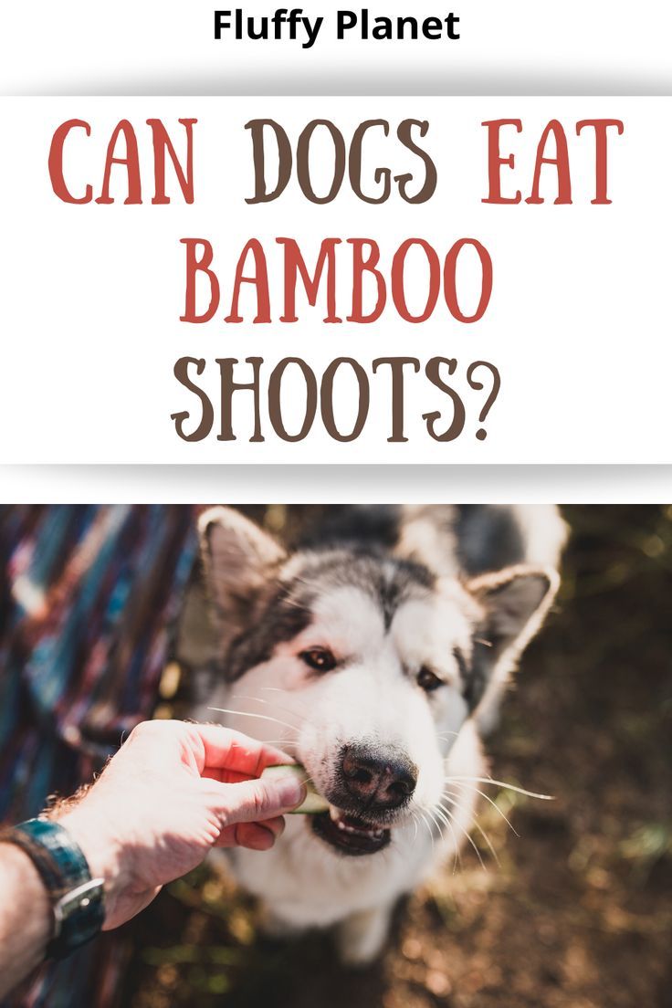 Can Dogs Eat Bamboo Shoots In 2021 Dogs Can Dogs Eat Dog Eating can-dogs-eat-bamboo-shoots-in-2021-dogs-can-dogs-eat-dog-eating