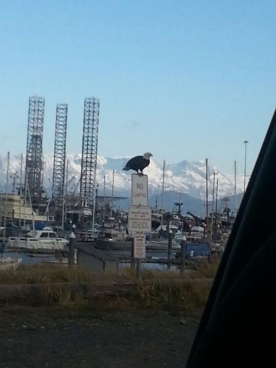 is homer alaska near anchorage