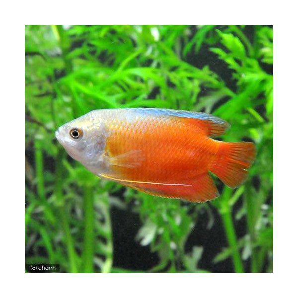 グラミーの飼育方法 チャーム 魚 熱帯魚 グラミーの飼育方法 チャーム 魚 熱帯魚