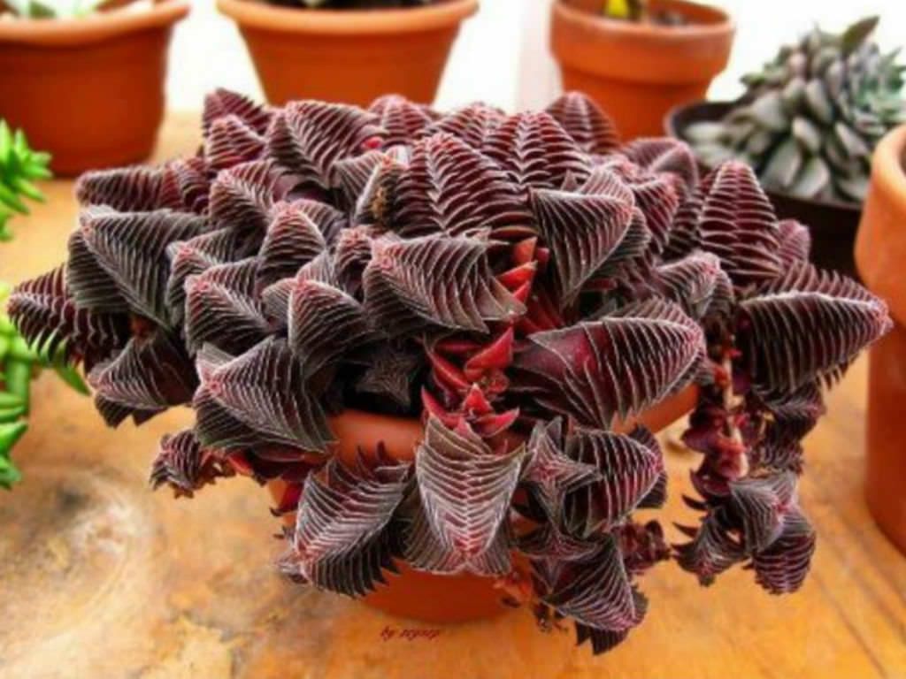 Crassula Pagoda Village Succulents Growing Succulents