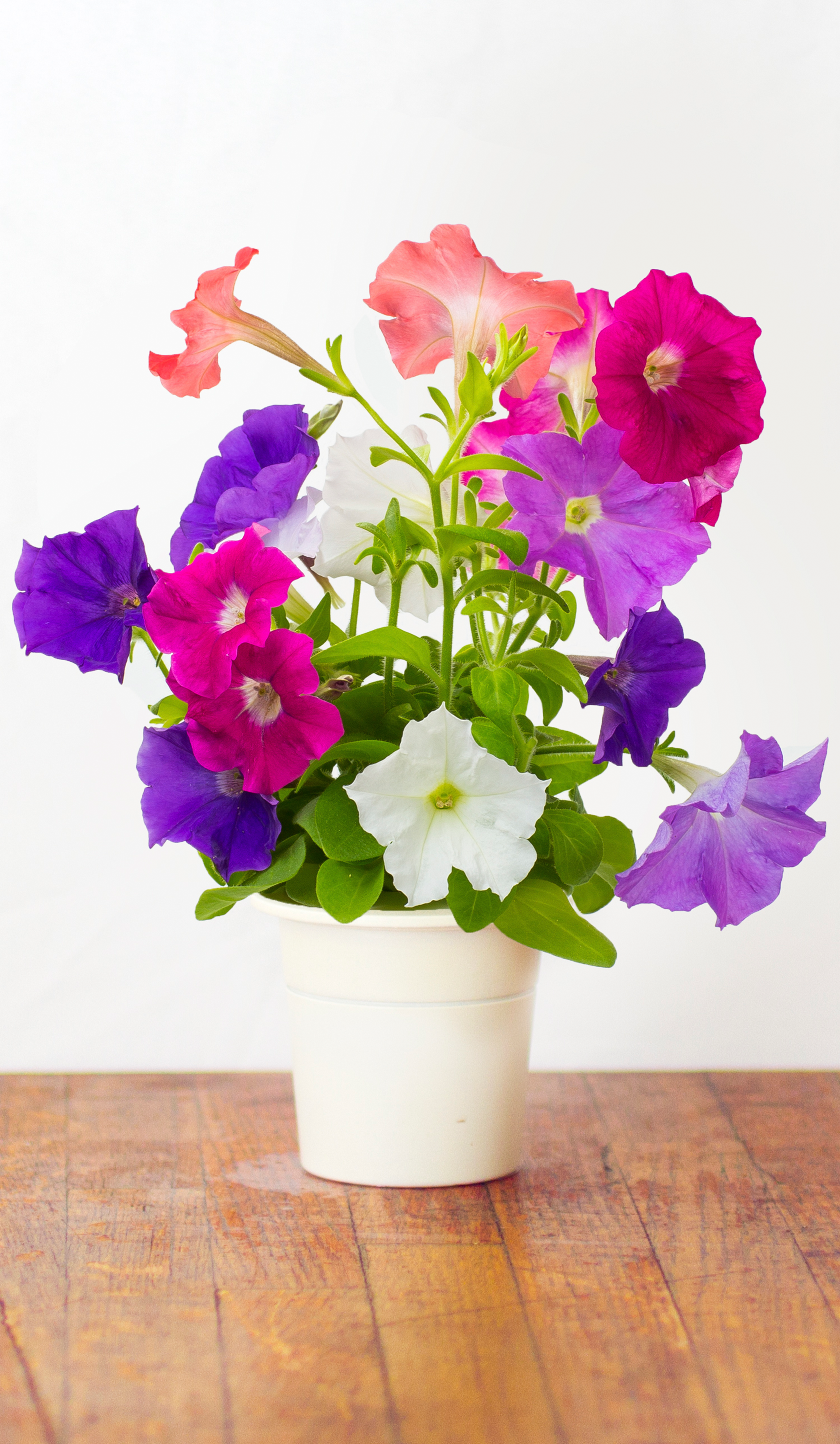 Why does not petunia grow What is the reason that petunia does not grow Why does not petunia grow What is the reason that petunia does not grow