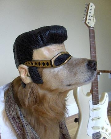 25 Ridiculously Cute Animals Wearing Halloween Costumes Pet