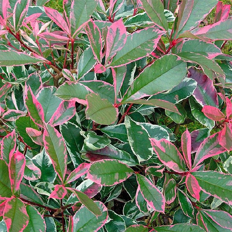 Photinia Pink Marble Nugget Basin Landscaping Pinterest Photinia Pink Marble