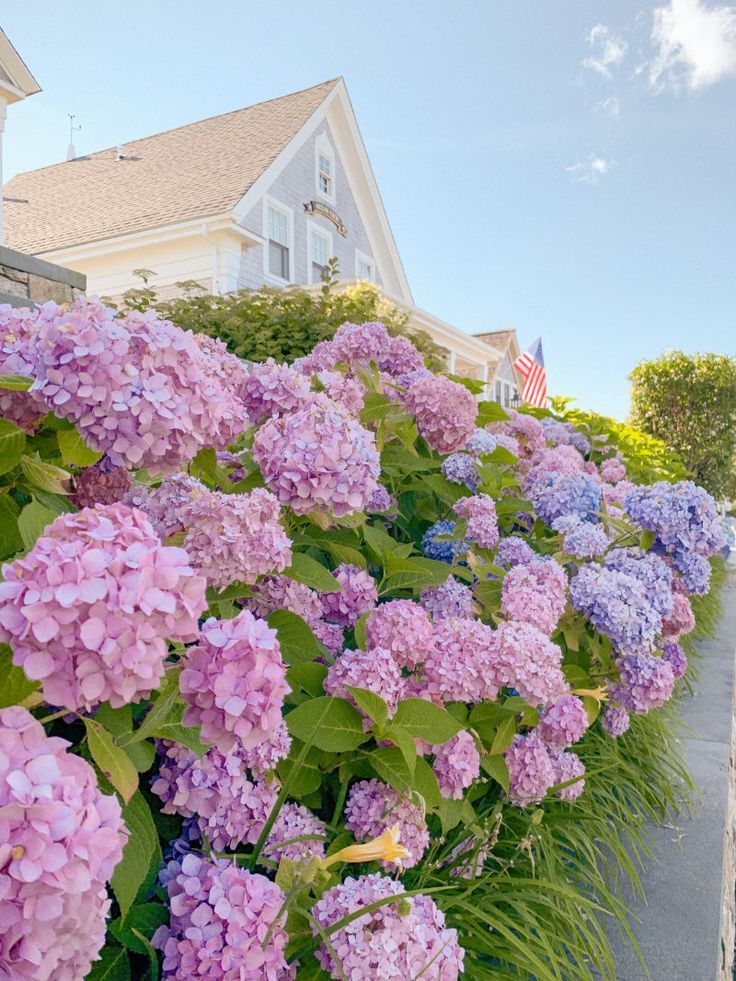 Cape Cod Hydrangea Season: When to Go | By Georgia Grace #hydrangeas #flowers #landscapingideas #frontyard #landscapedesign #newengland #newenglandhome #summergarden #gardenideas Nantucket Aesthetic, Cape Cod Aesthetic, Flower Aesthetic, Summer Aesthetic, Preppy Aesthetic, Hydrangea Flower, My Flower, Flower Garden, Hydrangeas