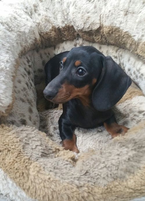 Miniature Dachshund Pictures 559v733lltn Weiner Dog Dachshund