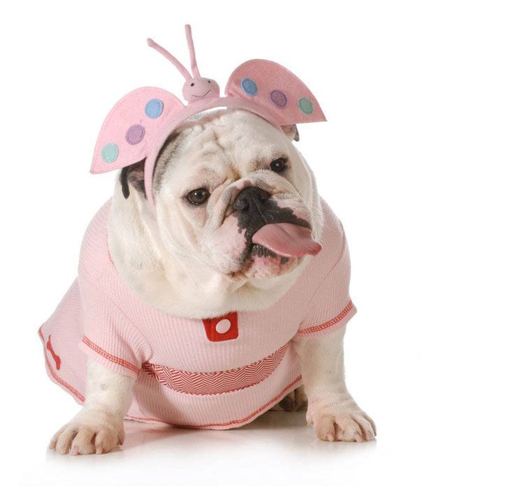 Dog Names Cute Names For Your Male Or Female Puppy Puppies Dog