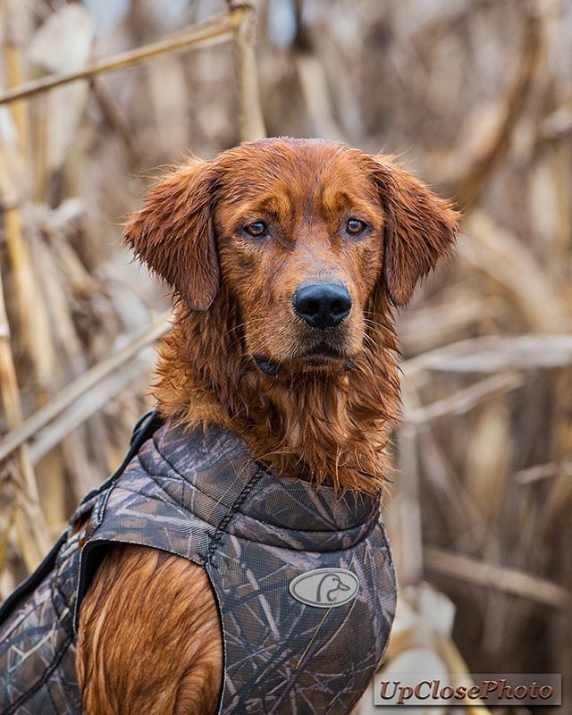 Tdog 8x10 V2w Hunting Dogs Dogs Golden Retriever Dogs