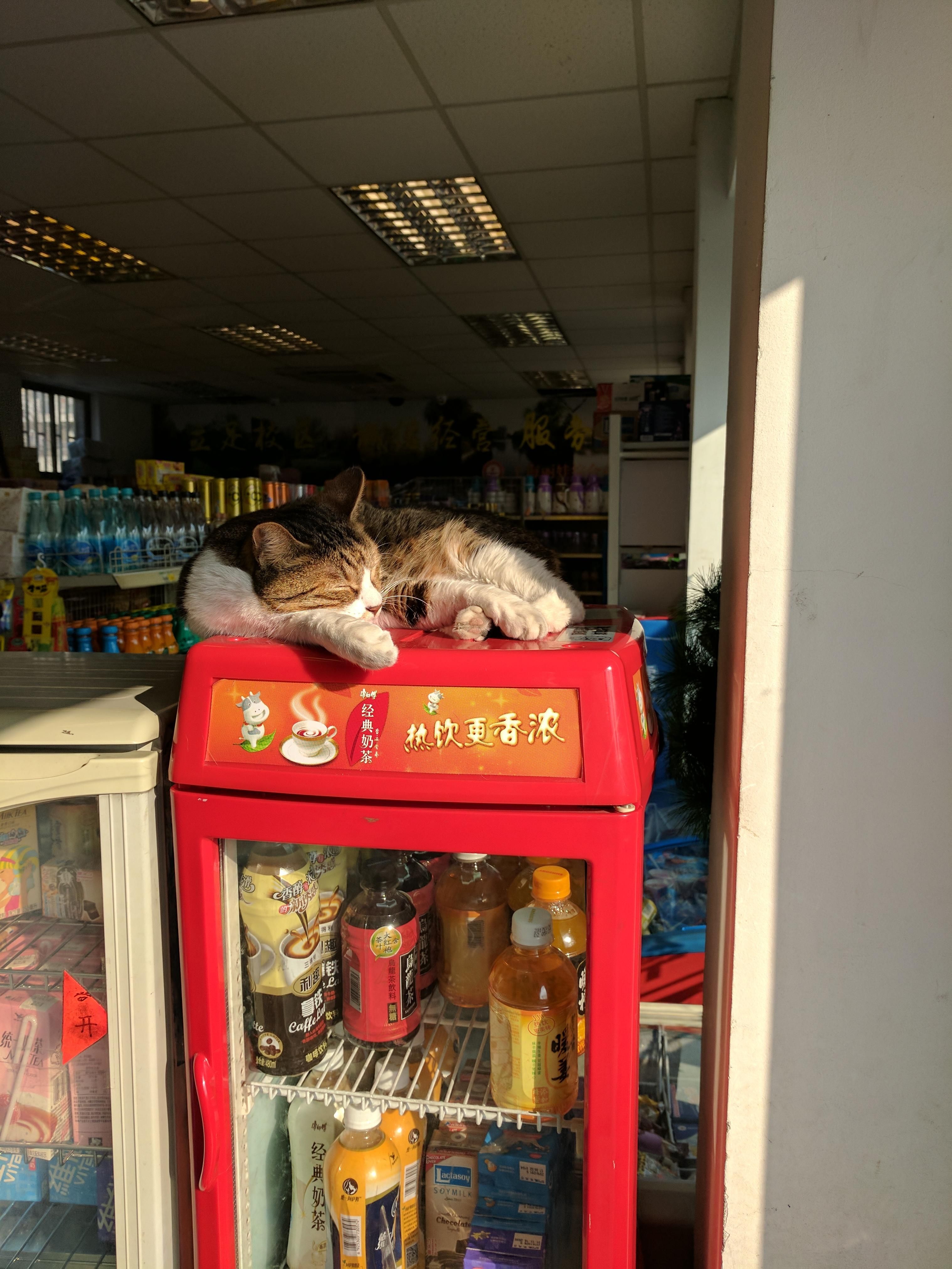 Store s Cat Loved To Sit On This Drink Warmer Every Morning Cat Love Store s Cat Loved To Sit On This Drink Warmer Every Morning Cat Love