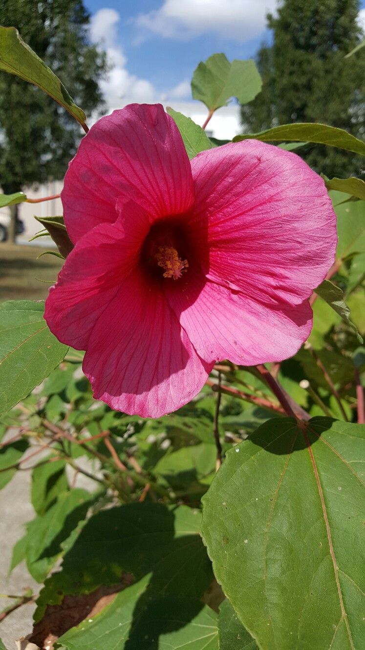 Hardy Hibiscus seeds available! Hardy hibiscus, Hibiscus