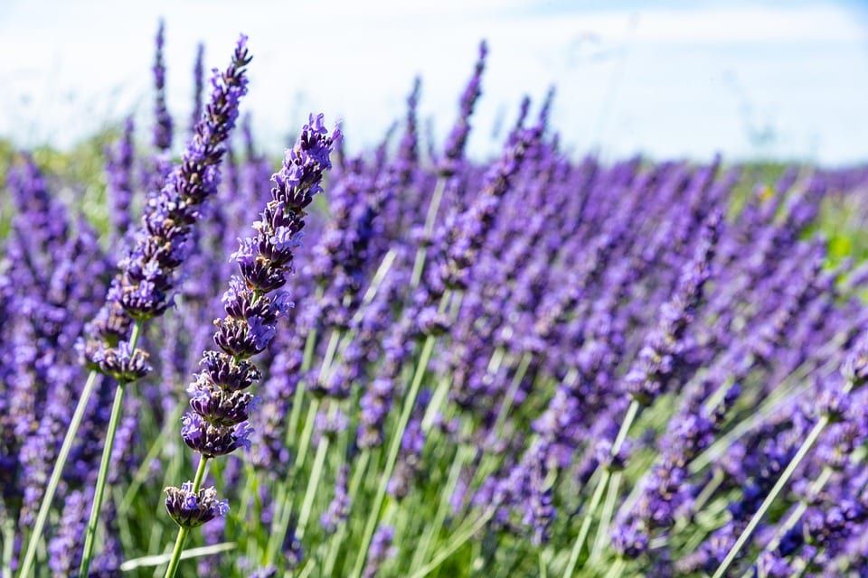 Lavender Field Flowers Purple free image download