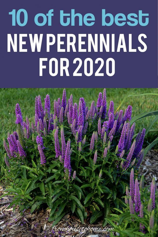 New 2020 Perennials (10 of the Best New Perennials New 2020 Perennials (10 of the Best New Perennials