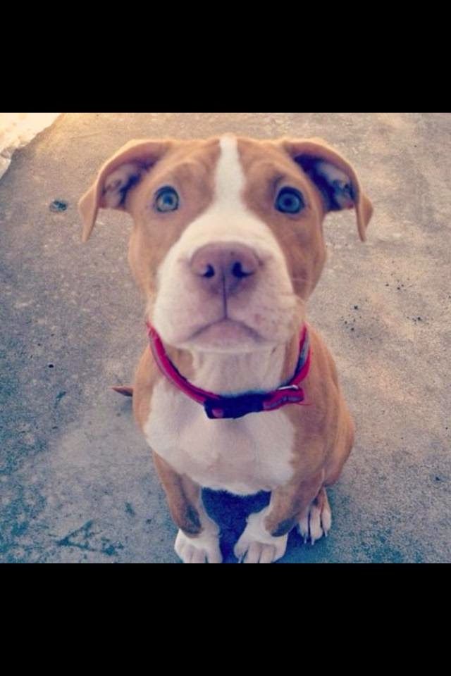 Myth 05 Pitbulls Have The Strongest Locking Jaws Fact Pit Bulls