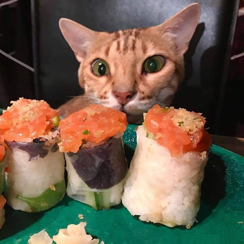 Epingle Par Mazef Anita Sur Chat Miam Miam Chat Epingle Par Mazef Anita Sur Chat Miam Miam Chat