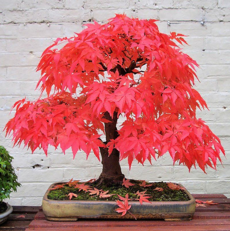 Bonsai Baum Kaufen Und Richtig Pflegen Einige Wertvolle Tipps