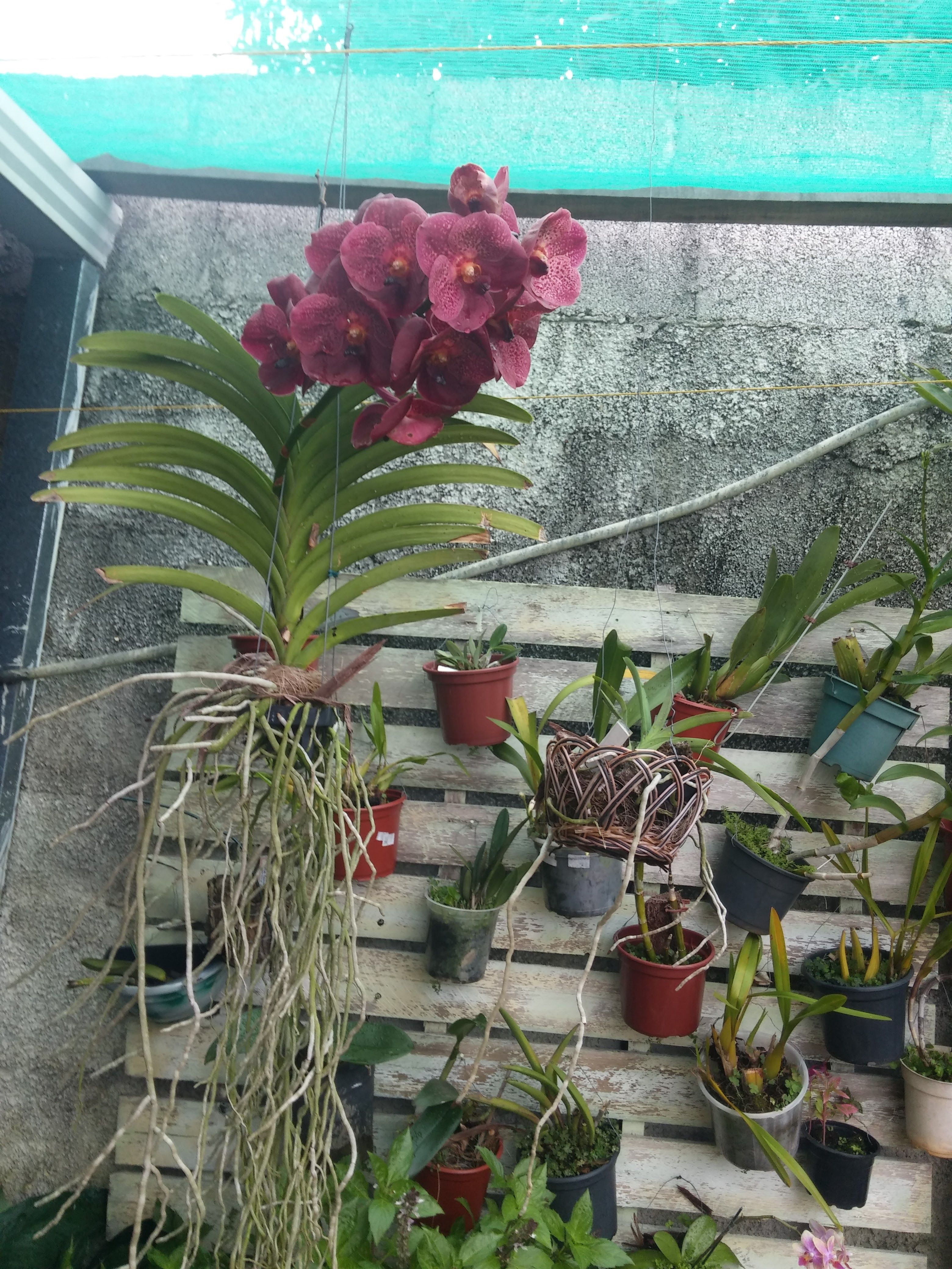 Esta orquídea wanda está com tanta raízes aéreas e com tanta força que o  resultado é esse cacho gigante! | Orquídeas, Orquidários, Raizes aéreas