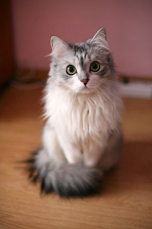 14 Most Popular Long Haired Cat Breeds | Cat lovers, Lovers and Cat