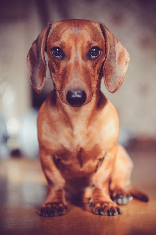 La Belle Vie Cute Puppies Dachshund Puppies Dogs