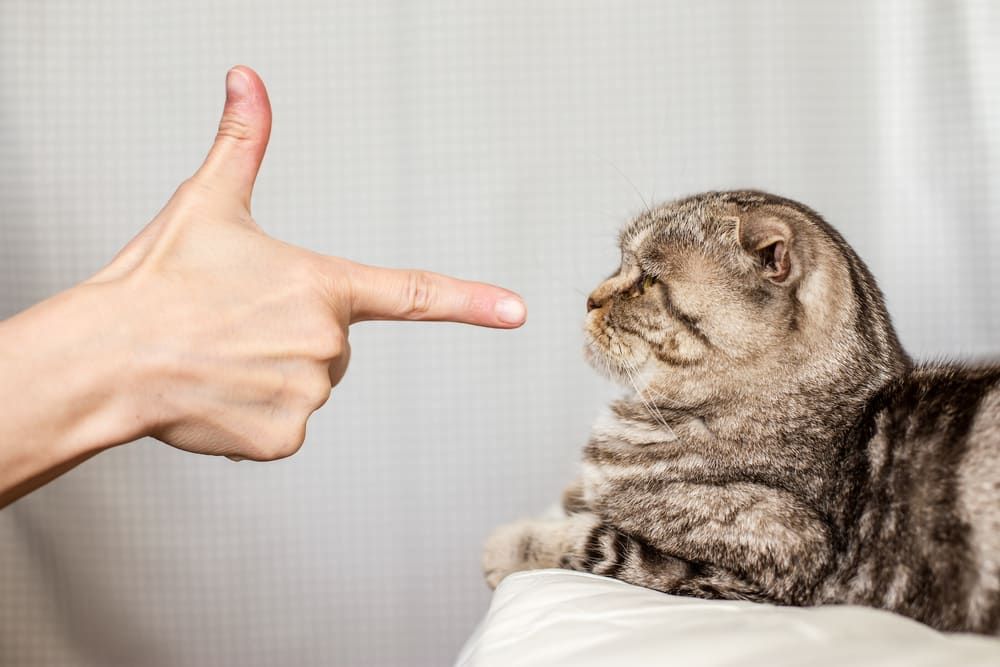 10 Wirksame Tipps Gegen Unsauberkeit bei Katzen Crazy Cat Lady, Crazy Cats, Cats Smelling, Cat Scottish Fold, Healthy Cat, Cat Parenting, Owning A Cat, Cat Help, Cat Behavior