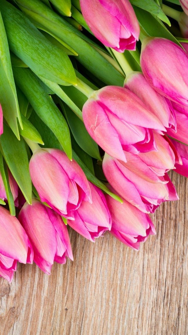 Fondo De Pantalla De Tulipanes Hermosoooo Fondos De Pantalla Tulipanes Tulipanes Fondos De Flores