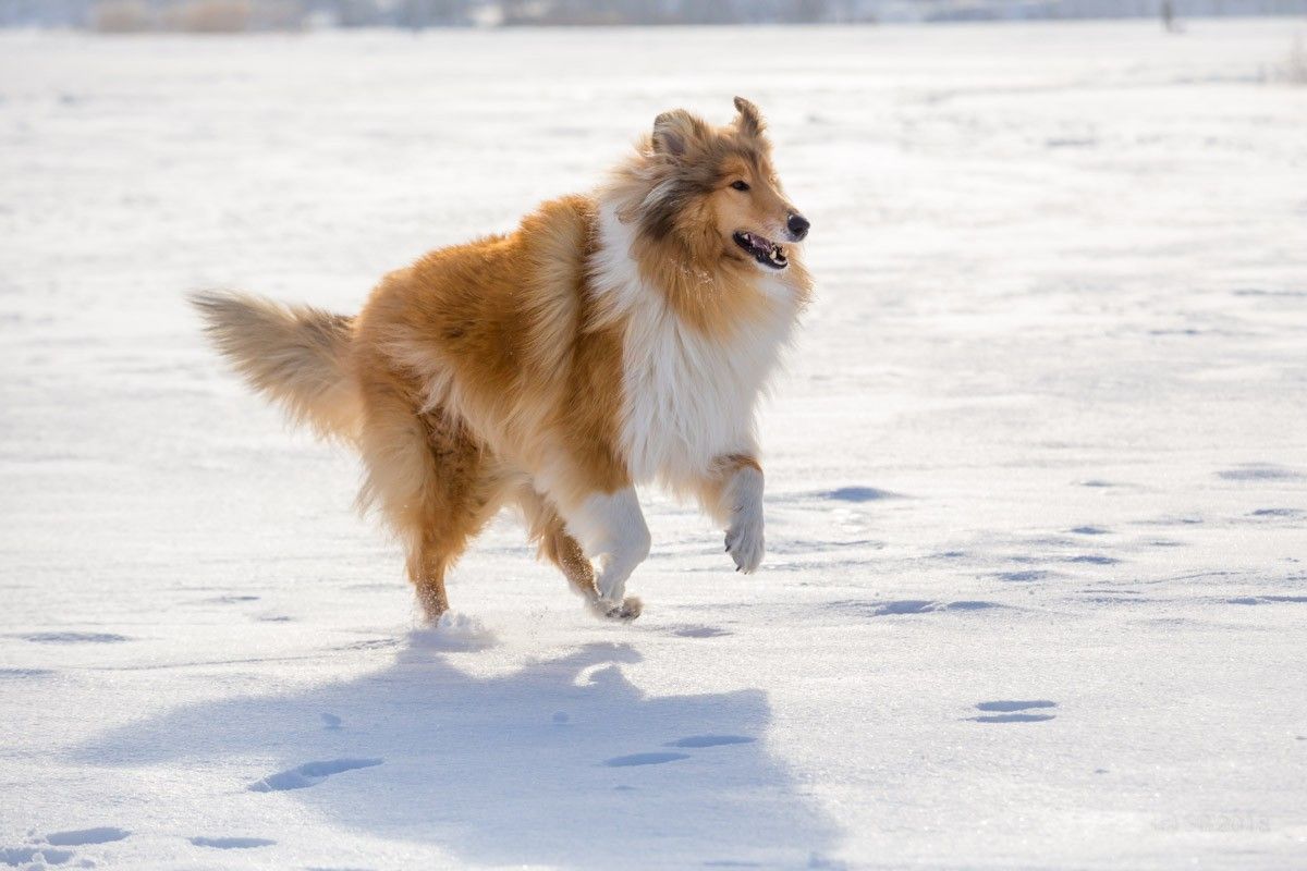 Collie Alisa Collie Breeds Collie Dog Collie