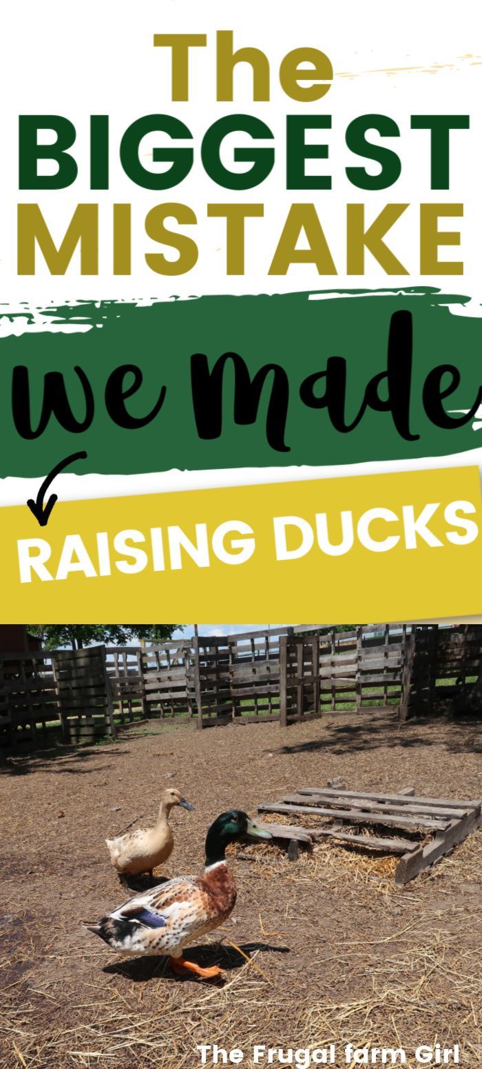 Thinking about raising ducks for the first time? We made one crucial mistake with our ducks. Save yourself time and zero stress by having your ducks.. Raising Turkeys, Raising Ducks, How To Raise Ducks, Chicken Diy, Chicken Runs, Chicken Coops, Pet Ducks, Baby Ducks, Keeping Ducks
