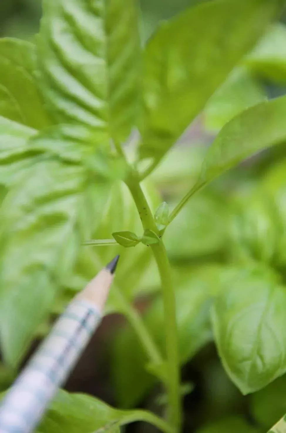 Unanticipated How To Grow Sweet Basil From Seed Unanticipated How To Grow Sweet Basil From Seed