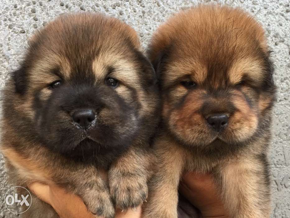 Chowchowpuppykopen Chow Chow Puppy Puppies Dogs Dog Information